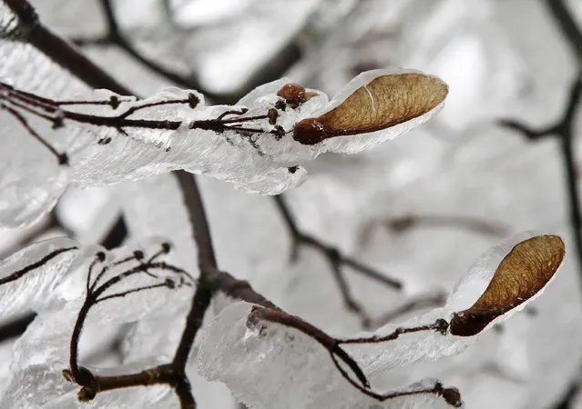 Branches of ice covered trees ar pictured near Kottes in northern Austria, December 2, 2014. (Photo by Heinz-Peter Bader/Reuters)