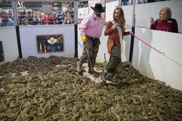 Travis Gardner assists “Miss Texas” Margana Wood as she makes her way through a pit of rattlesnakes during the Sweetwater Rattlesnake Roundup at Nolan County Coliseum on March 10, 2018 in Sweetwater, Texas. (Photo by Loren Elliott/AFP Photo)