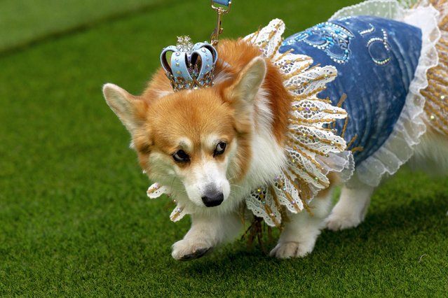 A corgi dog participates in a fashion show during a international event Corgi Race Vilnius 2025 in Vilnius, Lithuania, Saturday, August 23, 2025. (Photo by Mindaugas Kulbis/AP Photo)