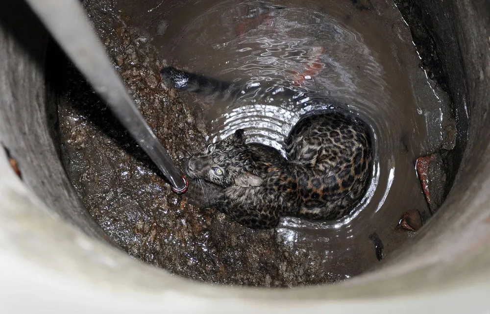 Leopard Gets a Dunking after Falling Down Well