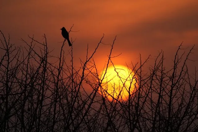 A bird is silhouetted against the setting sun in Jammu, India, Tuesday, February 14, 2023. (Photo by Channi Anand/AP Photo)