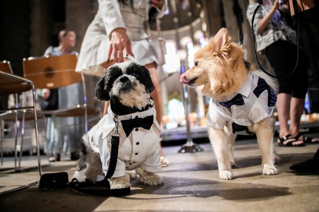Dogs gather at the cathedral during the Procession of the Animals at the annual Feast of Saint Francis and Blessing of the Animals, held at The Cathedral of St. John the Divine in the Manhattan borough of New York, on October 5, 2025. (Photo by Eduardo Munoz/Reuters)