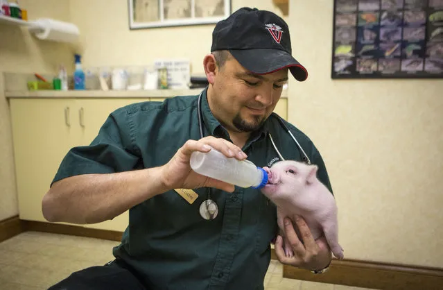 Veterinarian Len Lucero feeds the piglet known across the internet as Chris P. Bacon in his office in Clermont, Florida February 13, 2013. The piglet's hind legs are deformed and Dr. Lucero had fashioned a wheelchair out of K'nex toys to help the piglet walk. (Photo by Scott Audette/Reuters)