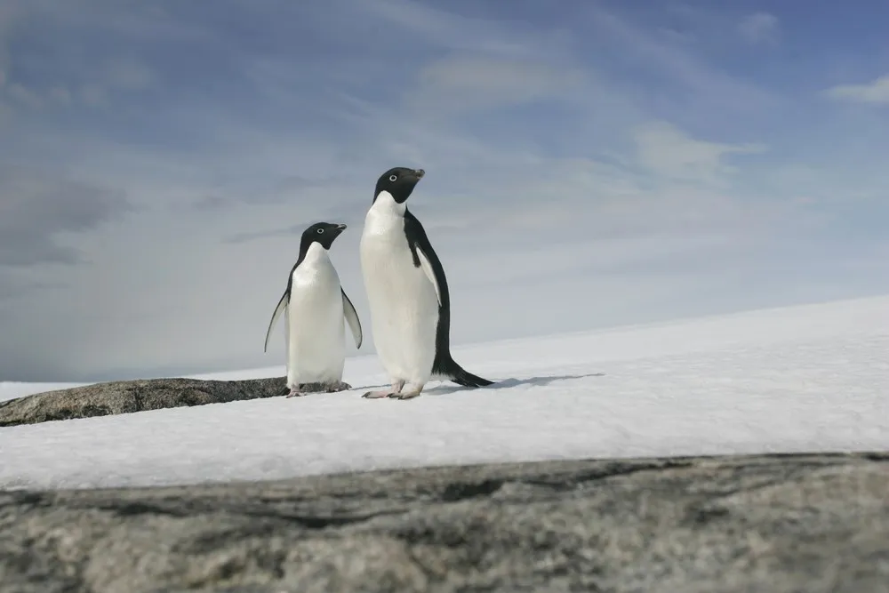 World's Largest Marine Park Created in Antarctic Ocean