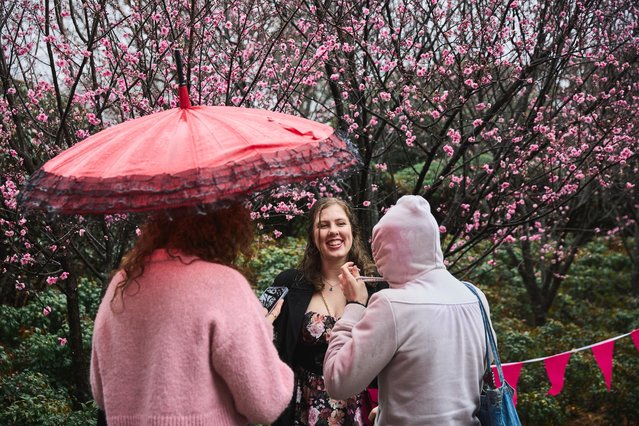 Three friends smiling amongst the cherry blossoms at Sydney’s Cherry Blossom festival 2025 in the last decade of August 2025. (Photo by Liz Ham/The Guardian)