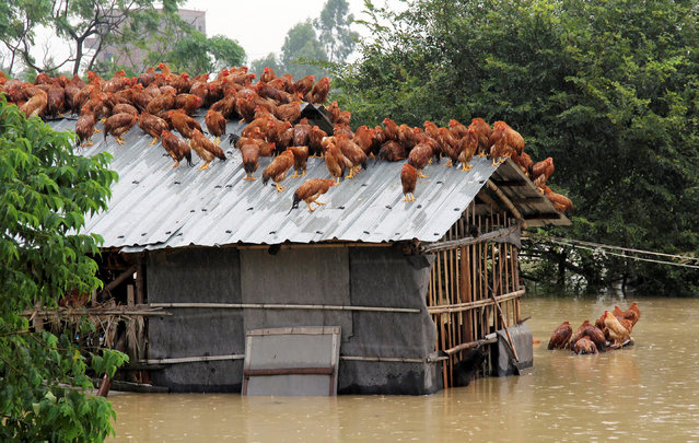 Chickens perch on the roof of a hennery to escape rising floodwaters after Typhoon Utor hit Maoming, Guangdong province, China, on August 15, 2013. (Photo by Reuters/China Stringer Network)