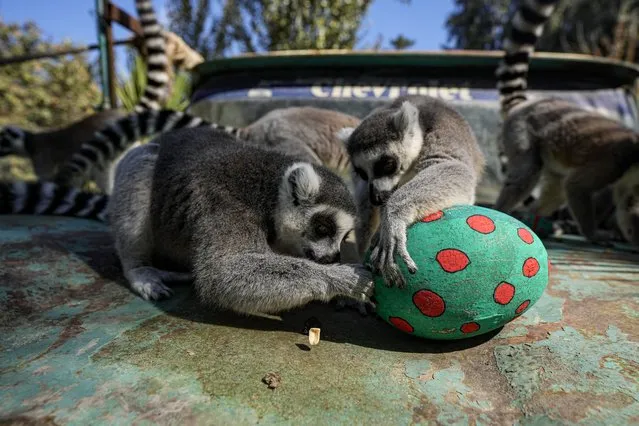 Ring-tailed lemurs sit on the hood of a truck as one flicks out a peanut from the inside of an Easter egg, at the Buin Zoo in Santiago, Chile, Sunday, April 17, 2021. Zookeepers gave out to its animals in captivity, Easter eggs painted with non-toxic tempera and filled with treats. (Photo by Esteban Felix/AP Photo)