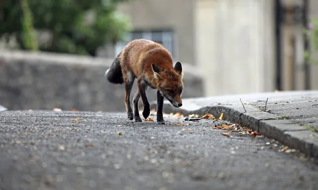 Urban Fox Project by Photographer Ian Wade