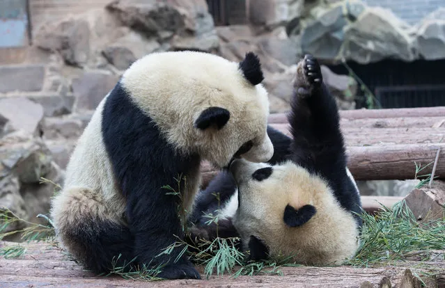 Giant pandas Cheng Da and Cheng Xiao enjoy playing at the zoo in January 17, 2015 in Hangzhou, China.  Both the pandas are three years old however Cheng Da is elder to her brother Cheng Xiao. (Photo by Feature China/Barcroft Media)