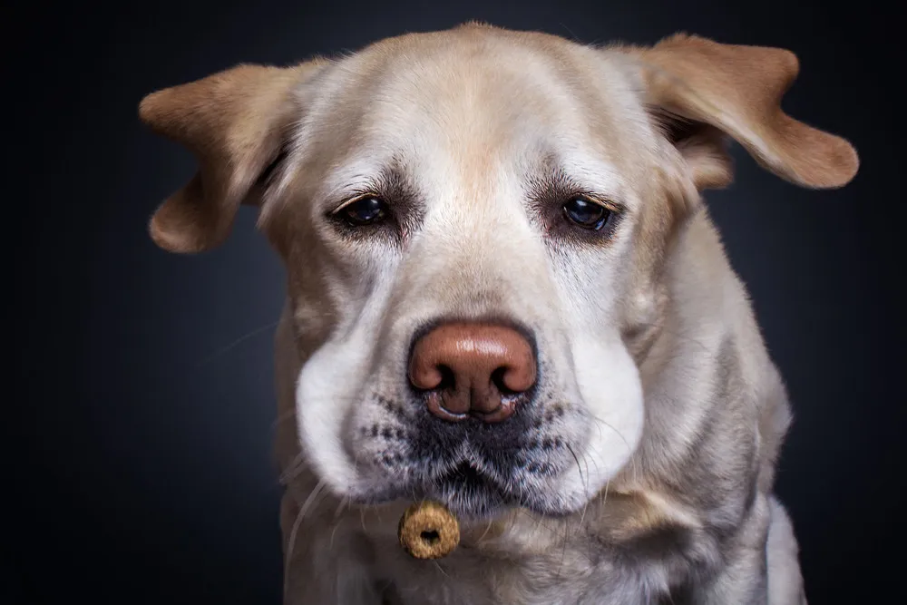 Dogs Catching Food Portraits