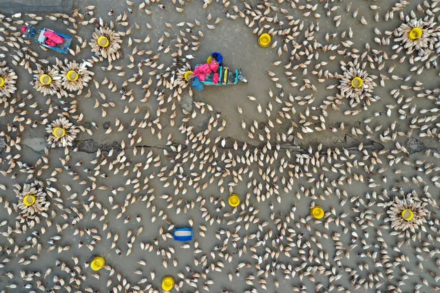 Aerial view of villagers feeding flocks of ducks at a duck farm on January 23, 2021 in Huai'an, Jiangsu Province of China. (Photo by Wang Kaicheng/VCG via Getty Images)