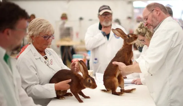 Judges examine a pair of Belgian Hare rabbits as part of the Royal Cheshire County Show near Knutsford, Britain on June 21, 2023. (Photo by Phil Noble/Reuters)