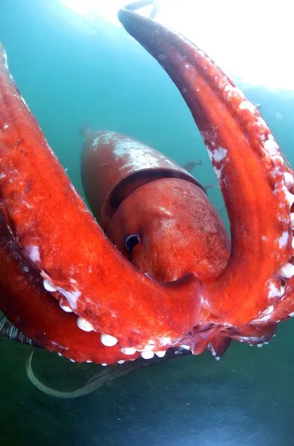 This handout picture taken by Akinobu Kimura on December 24, 2015 and released from Diving shop Kaiyu on December 30, 2015 shows a giant squid being observed at the Toyama bay in Toyama prefecture, northern Japan. (Photo by Akinobu Kimura/AFP Photo)