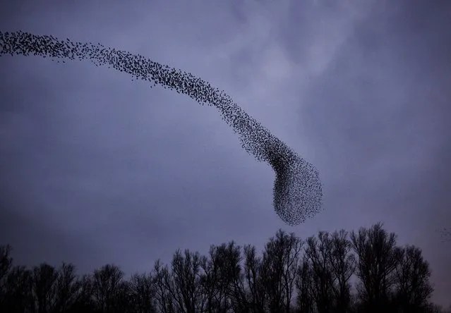A murmuration of starlings in Cambridgeshire, United Kingdom on January 22, 2021. (Photo by David Levene/The Guardian)