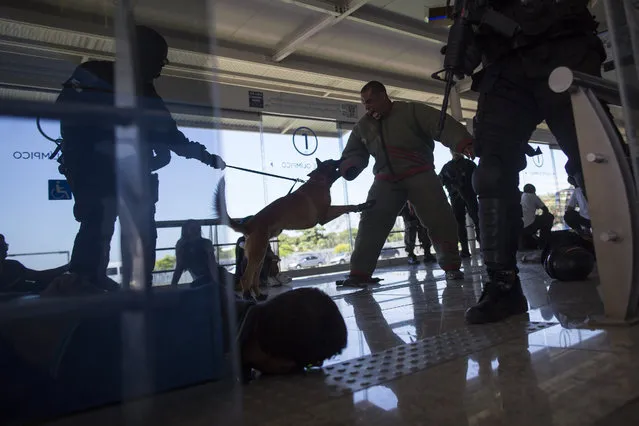 A police dog attacks a man playing the role of a criminal during a security drill in a BRT Transcarioca (Rapid Transit Bus) station in Rio de Janeiro, Brazil, Wednesday, February 11, 2015. Special operations battalion, BOPE, police officers and dog units participated in a security drill simulating a hostage situation in preparation for the Rio 2016 Olympics. (Photo by Felipe Dana/AP Photo)