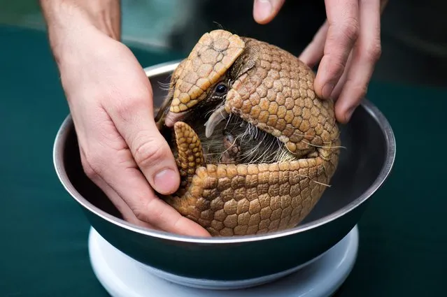 A 1373-gram Brazilian three-banded armadillo named 'Oesischnalle' is weighed by a zoo keeper during the annual inventory at the zoo in Dresden, Germany, 07 January 2016. (Photo by Arno Burgi/EPA)