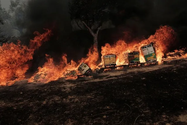 Beehives burn  during a wildfire at the area of Fyli near Athens, Greece, 22 August 2023. A wildfire is in progress in Fyli, west Attica region. So far, 26 firefighters with 13 vehicles are operating, while air forces have also been mobilized. (Photo by Kostas Tsironis/EPA/EFE/Rex Features/Shutterstock)