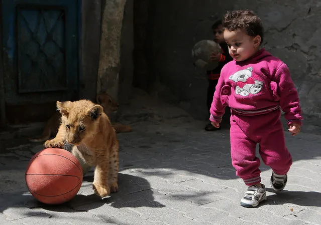 The grandchildren of Palestinian man Saad al-Jamal, play with two lion cubs outside their family house in the Rafah refugee camp in the southern Gaza Strip, on March 19, 2015. (Photo by Ibraheem Abu Mustafa/Reuters)