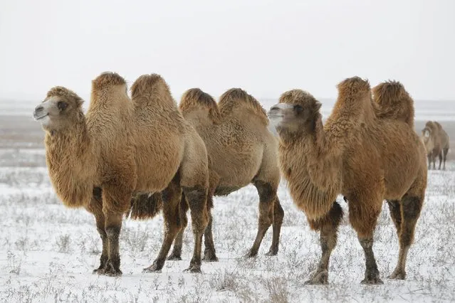 Camels, owned by a local breed livestock farm, graze in a snowy field near the village of Manychskoye in Stavropol region, Russia, December 20, 2016. (Photo by Eduard Korniyenko/Reuters)