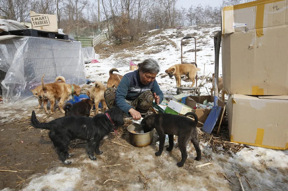 Korean Woman Raises 200 Dogs Saved from Streets