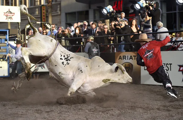 A professional bull rider participates in a bull riding exhibition at the premiere of “The Longest Ride” at the TCL Chinese Theatre on Monday, April 6, 2015, in Los Angeles. (Photo by Chris Pizzello/Invision/AP Photo)