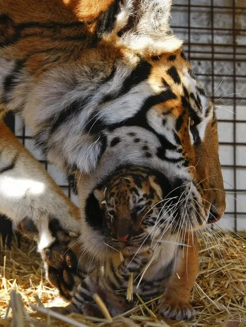 A tiger picks up its newborn cub in its mouth in a cage at the Viviana Orfei Circus of Italy on Manoel Island in Valletta's Marsamxett Harbour, on December 11, 2013. (Photo by Darrin Zammit Lupi/Reuters)