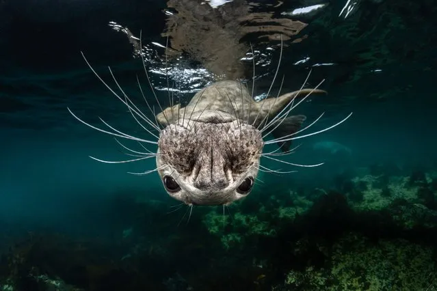 Cold Water, 1st Place. “Grey Seal Face” Grey Seal. (Photo by Greg Lecoeur/The Ocean Art 2018 Underwater Photography Competition)