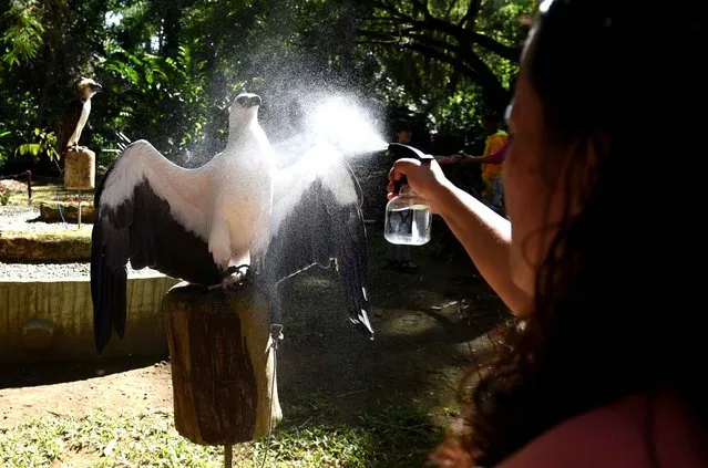 This photo taken February 17, 2016 shows an animal keeper spraying water on a white-bellied sea eagle to cool down the bird, inside the Philippine Eagle center in Davao on the southern island of Mindanao. A Philippine breeding centre trying to save the country's critically endangered monkey-eating eagle has been so successful it is now scrambling for space, officials said on February 8. (Photo by Ted Aljibe/AFP Photo)