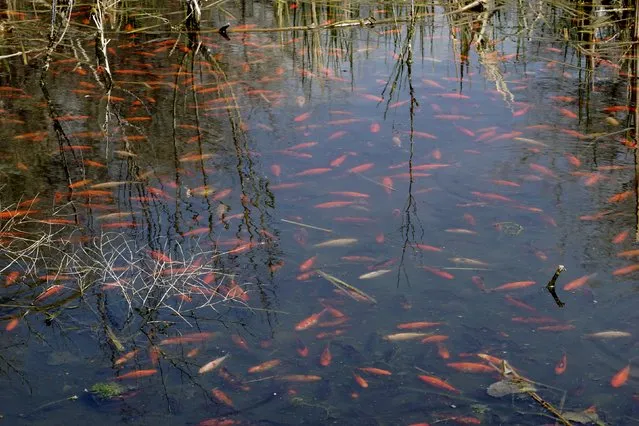 Goldfish swim in the shallows of Teller Lake #5 outside of Boulder, Colorado April 10, 2015. A handful of goldfish dumped into a Colorado lake, evidently by a pet owner years ago, have reproduced and thousands of the non-native fish now threaten indigenous aquatic species, state wildlife officials said on Friday. (Photo by Rick Wilking/Reuters)