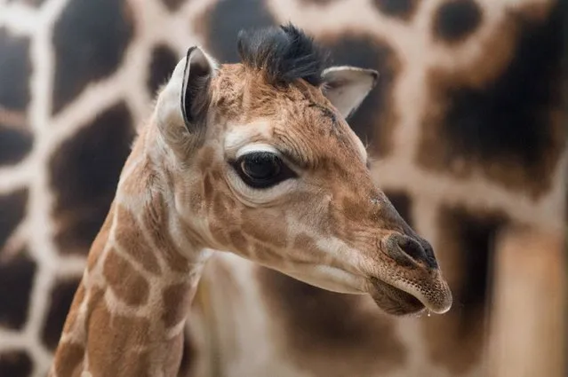 A Rothschild's giraffe baby stand next to its mother “Fleur” on January 16, 2017 at the zoo in Magdeburg, eastern Germany. The male baby giraffe was born at the zoo on January 10, 2017. The baby is now 1,90 meters tall and weighs around 90 kilograms. (Photo by Klaus-Dietmar Gabbert/AFP Photo/DPA)