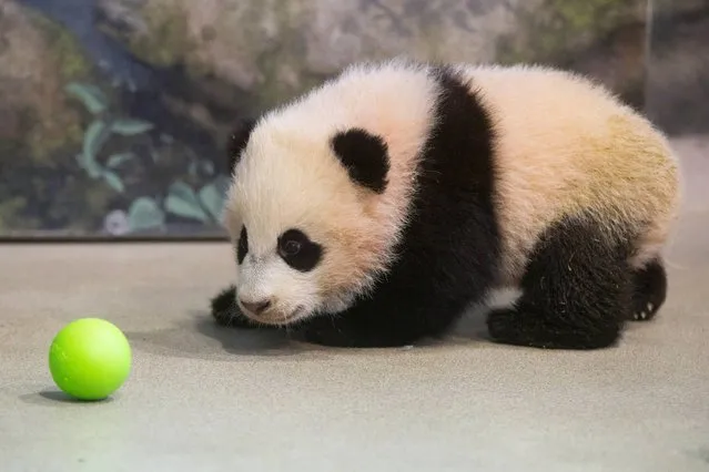 Bao Bao, the four and a half month old giant panda cub, looks at a plastic ball as she trains with animal keepers inside her habitat at the Smithsonian's National Zoo in Washington, Tuesday, January 7, 2014. Bao Bao, who now weighs 17.38 pounds (7.9 pounds), was born to the zoo's female giant panda Mei Xiang and male giant panda Tian Tian. (Photo by Charles Dharapak/AP Photo)