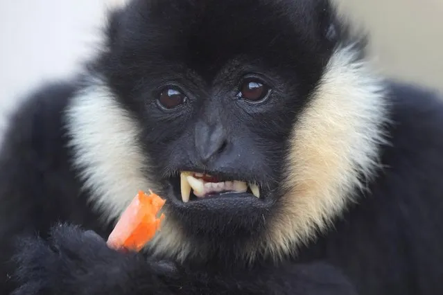 A Northern white-cheeked gibbon eats a carrot during the stock take at ZSL London Zoo, in London, Wednesday, January 3, 2024. The conservation zoo is home to more than 300 different species, from endangered Galapagos giant tortoises and Asiatic lions to critically endangered Sumatran tigers – all of which will be logged and recorded as part of the zoo's annual licence requirement. (Photo by Kirsty Wigglesworth/AP Photo)