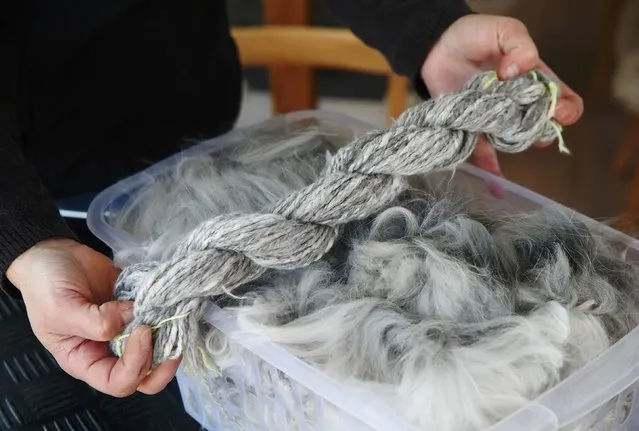 Georgia Spausta displays handspun yarn next to freshly clipped angora wool in her workshop at a small farm in Herzogbirbaum, Austria March 10, 2015. (Photo by Heinz-Peter Bader/Reuters)