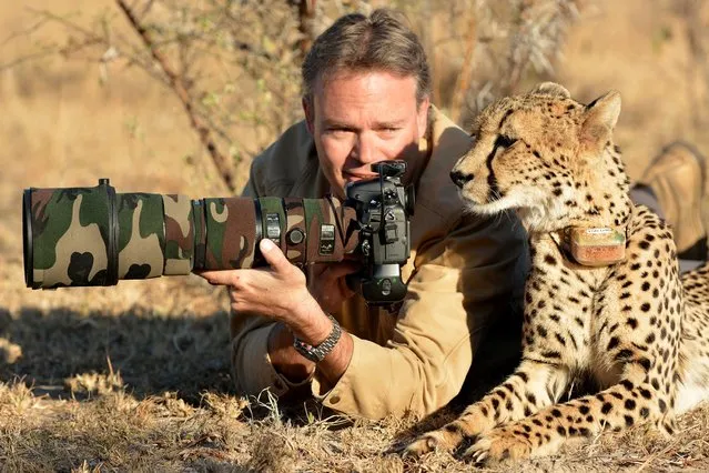 Photographer Chris Du Plessis and Mtombi the Cheetah reviewing the photos. (Photo by Chris Du Plessis/Caters News)