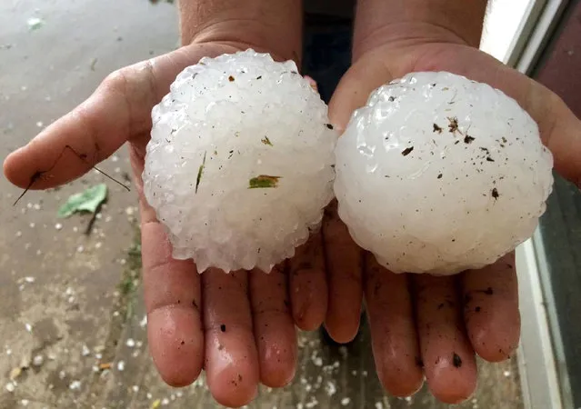 This April 26, 2015 photo provided by Ben McMillan shows two large hailstones that fell near Rising Star, Texas, about 150 miles southwest of Dallas. A severe storm system that swept across parts of Texas over the weekend brought numerous reports of tornadoes, damage to buildings, large hail and several inches of rain, the National Weather Service said Monday, April 27, 2015. (Photo by Ben McMillan via AP Photo)