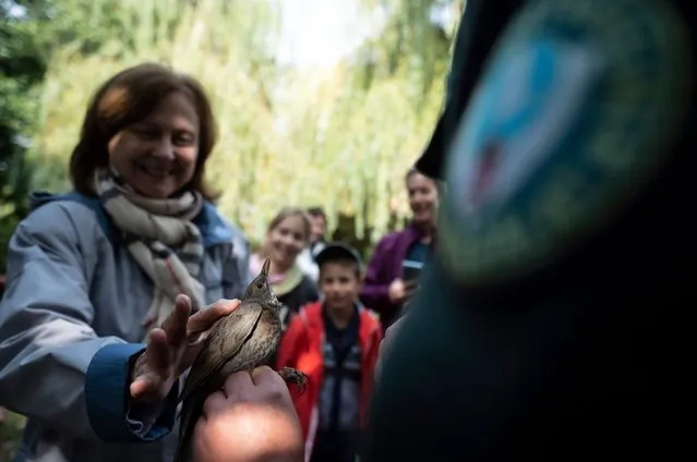 A visitors pets a common blackbird (Turdus merula) during a bird ringing demonstration organized on the occasion of the European Bird Watching Days in Gyongyos, Hungary, 02 October 2021. The aim of the action is to gather as much knowledge as possible about the autumn bird migration and to invite those who are interested in nature. (Photo by Peter Komka/EPA/EFE)
