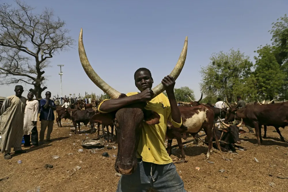 Herders Suffer Losses in Nigeria's War on Boko Haram