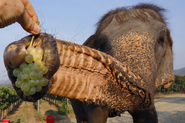 Tourists feed freshly picked grapes to 40-year-old elephant Boonruen, a long-term resident of the Hua Hin Hills vineyard, that used to be an elephant corral in Hua Hin, about 200km southwest of Bangkok, Thailand, 08 March 2016. The winery is among a handful of companies producing new latitude wines in non-traditional wine areas of the world near the equator. Harvest is only once a year in Thailand, this year in March. (Photo by Barbara Walton/EPA)