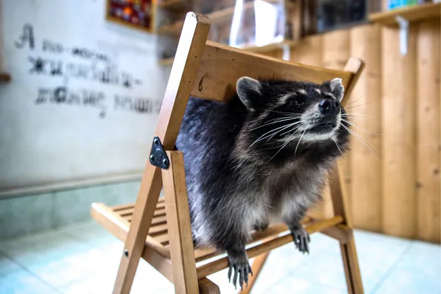 A raccoon is seen at Raccoon's House in the town of Khotkovo near Moscow, Russia on April 6, 2019. Over 20 raccoons live here. (Photo by Sergei Bobylev/TASS)