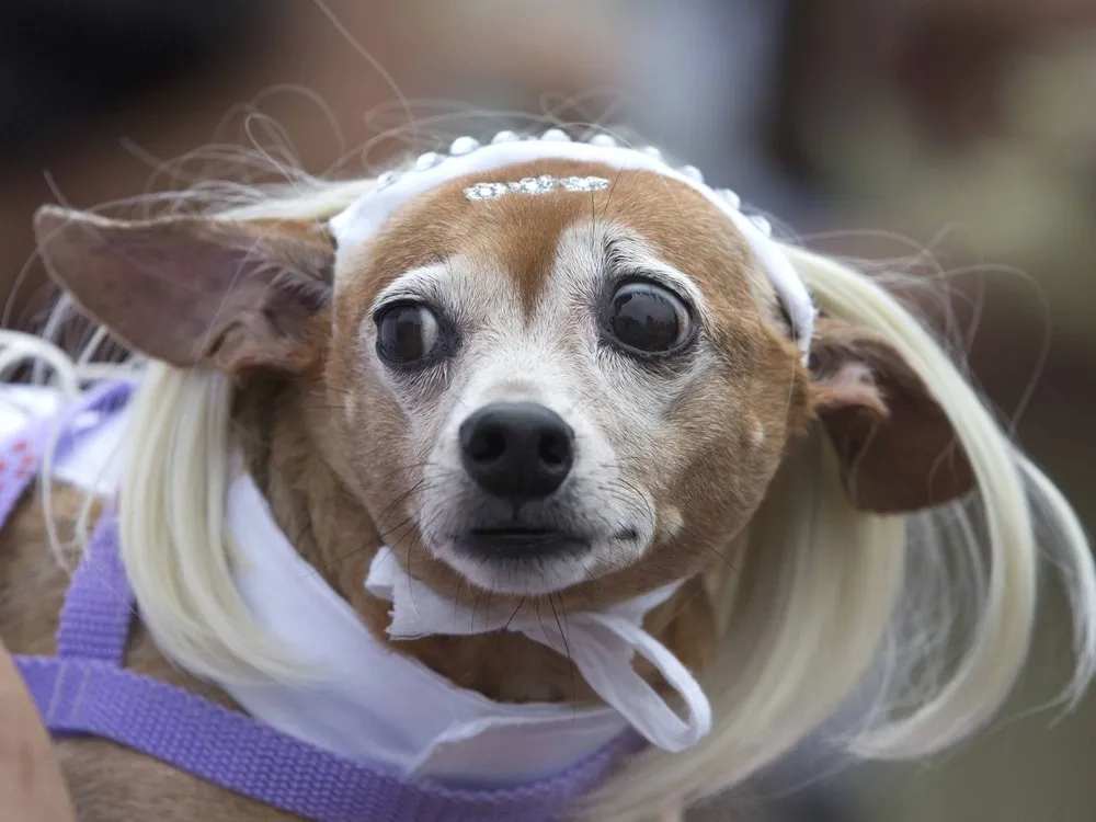 Dogs Have their Day at Rio Pre-Carnival Party