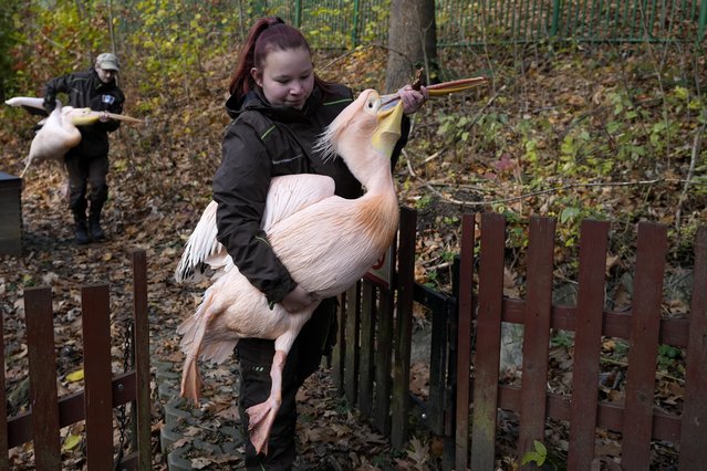 Zoo curators carry pelicans in order to move them into their winter enclosure at the zoo in Liberec, Czech Republic, Tuesday, November 16, 2021. (Photo by Petr David Josek/AP Photo)