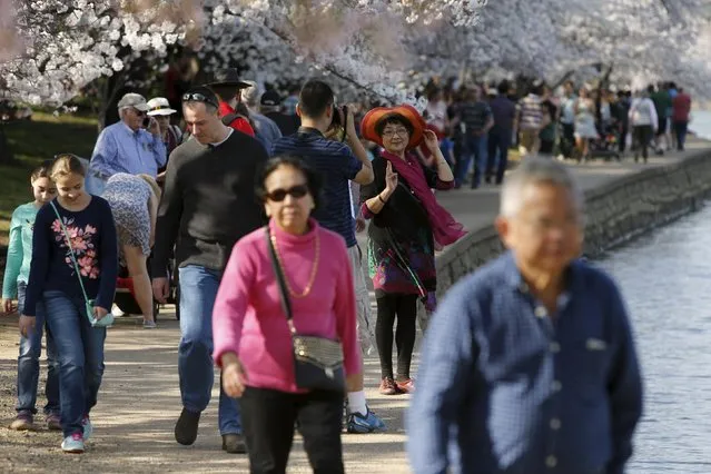 Visitors walk along the Tidal Basin to look at cherry blossoms in Washington March 24, 2016. (Photo by Jonathan Ernst/Reuters)