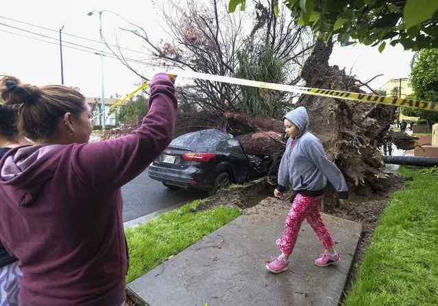 Neighbors walk by a fallen tree that crused a car Saturday, February 18, 2017, in Sherman Oaks section of Los Angeles. A huge Pacific storm parked itself over Southern California and unloaded, ravaging roads and opening sinkholes. (Photo by Ringo H.W. Chiu/AP Photo)