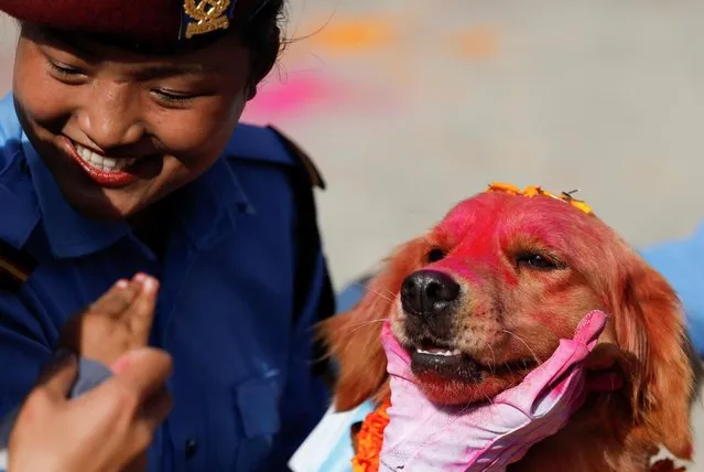 A dog smeared with vermilion powder sits with his handler after being worshipped during Kukur Tihar as part of Tihar celebrations, at police canine training centre in Kathmandu, Nepal, November 3, 2021. (Photo by Navesh Chitrakar/Reuters)