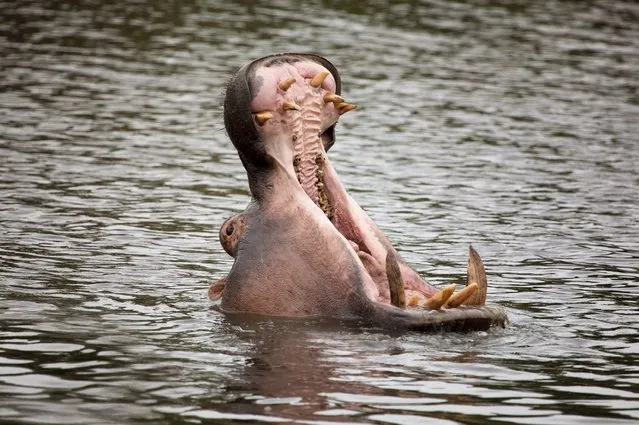 This hippo appears to have got out the wrong side of bed as he yawns to show his giant teeth during a morning swim in the Kruger National Park in South Africa. (Photo by Mario Moreno/Solent News & Photo Agency)