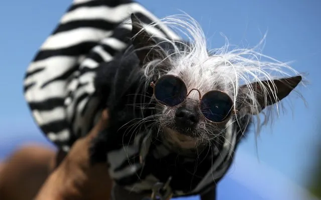 A dog named Rascal looks on before the start of the World's Ugliest Dog contest at the Marin-Sonoma County Fair on June 21, 2019 in Petaluma, California. Ugly dogs from across the country participate in the World's Ugliest Dog contest. (Photo by Justin Sullivan/Getty Images)