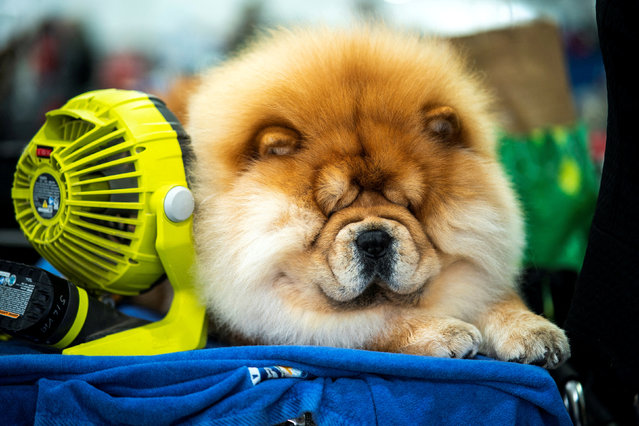 Quan, a Chow Chow from New York, cools down before competing during the 148th Westminster Kennel Club Dog Show at the USTA Billie Jean King National Tennis Center in New York, on May 13, 2024. (Photo by Eduardo Munoz/Reuters)