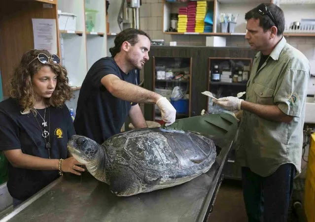 Yaniv Levy, right, from the Israel Sea Turtle Rescue Center, and industrial design student Shlomi Gez, center, attach an artificial fin onto the back of Hofesh, an injured male green sea turtle, in Michmoret, north of Tel Aviv, on April 8, 2014. (Photo by Baz Ratner/Reuters)