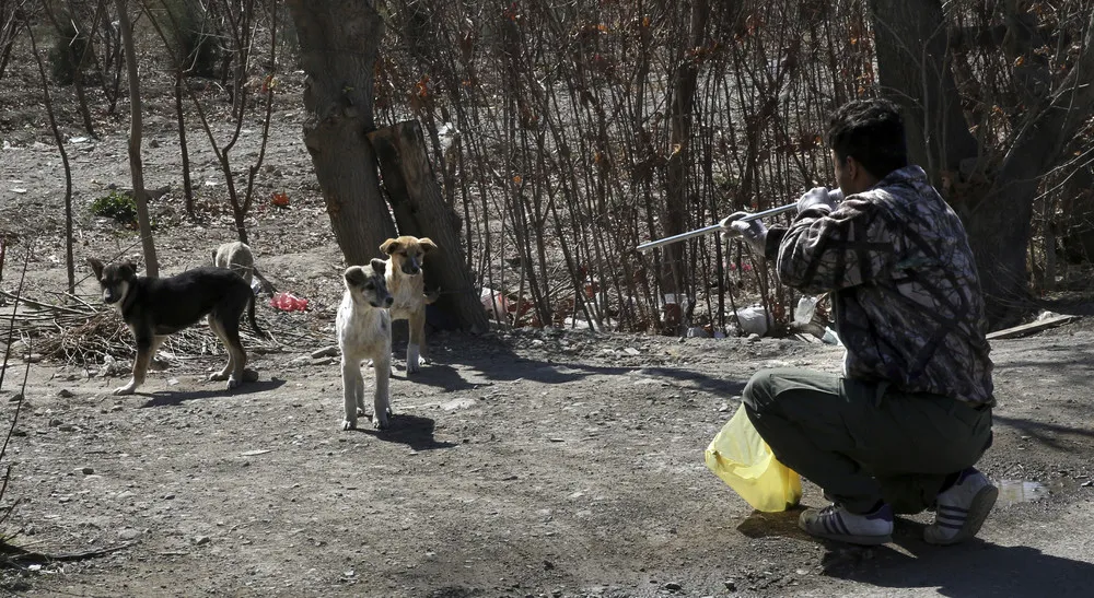 Dogs Problem in Tehran