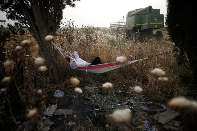 An Ultra-Orthodox Jewish man rests as a harvester passes by in the Ultra-Orthodox moshav of Komemiyut May 3, 2016. (Photo by Amir Cohen/Reuters)